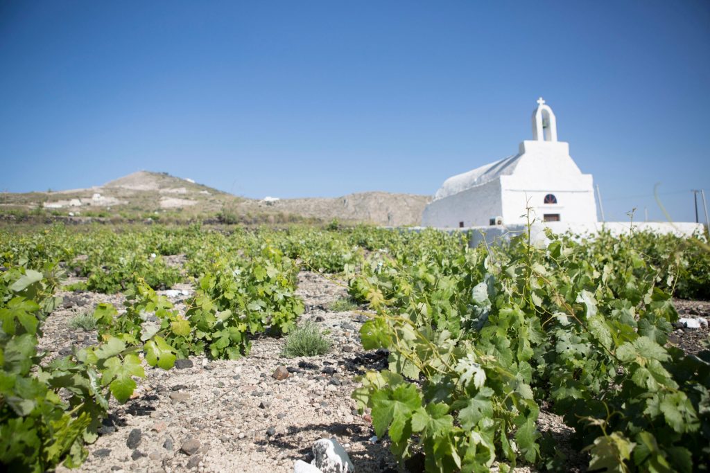Vineyard in Santorini Shutterstock (small)