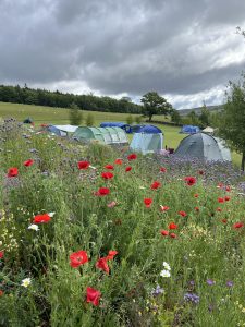 Catgill Farm x outstanding site 25 poppies (med)